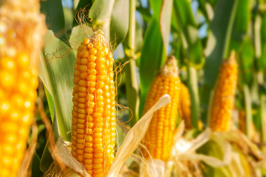 The Best Guide To Growing Corn in NZ – Kings Seeds