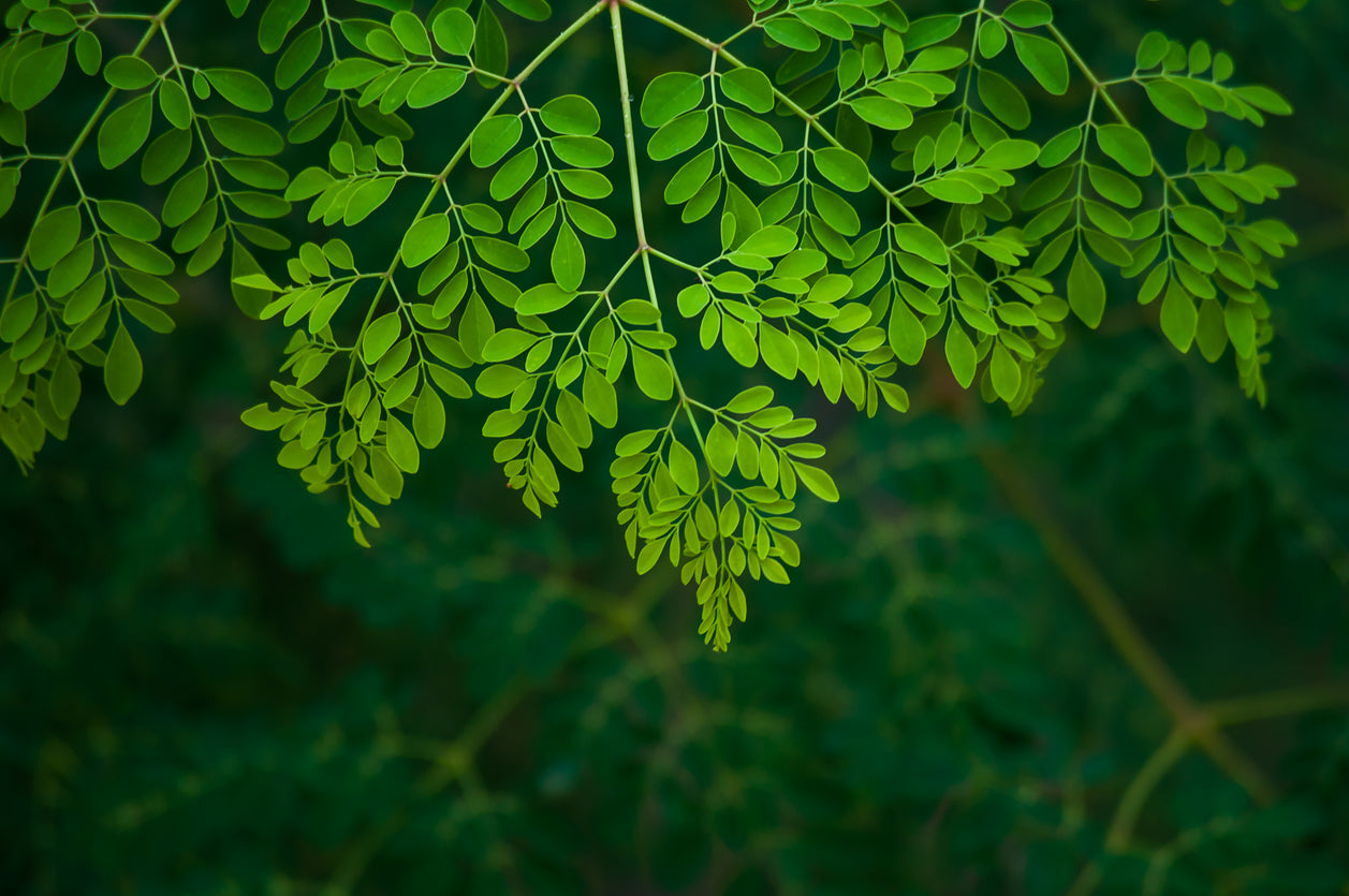 Moringa Tree – Grow the Tree of Life - Kings Seeds NZ