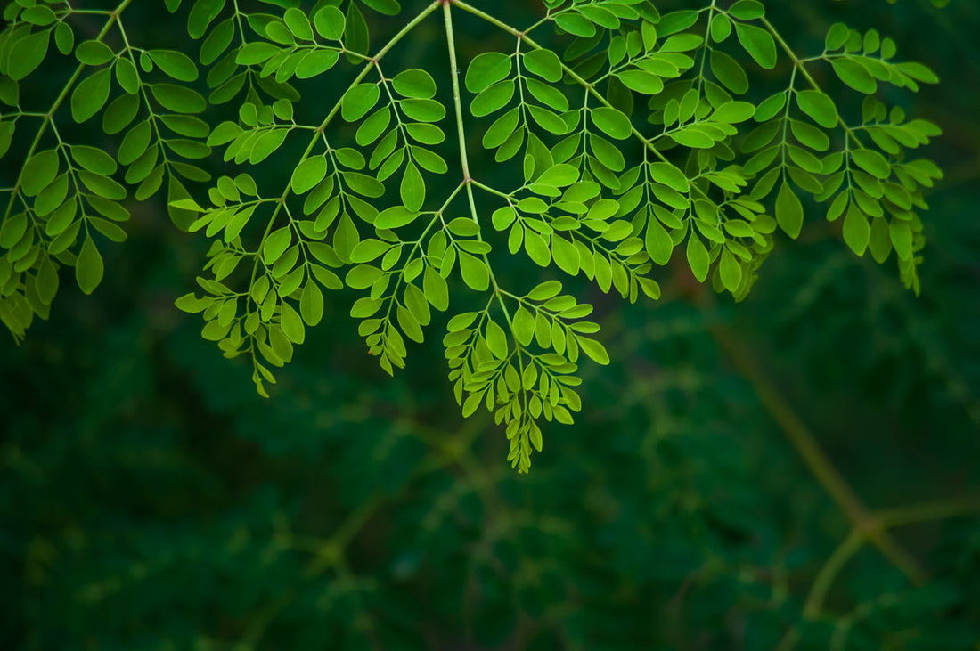 Moringa Horseradish Tree The Tree Of Life