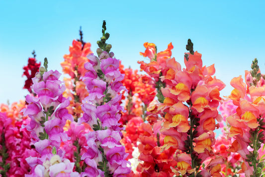 How to Grow Snapdragons – Kings Seeds NZ