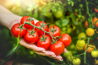 How to grow tomatoes New Zealand Kings Seeds