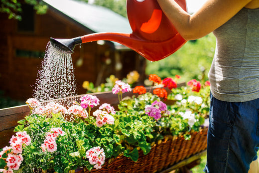 Prolong Your Summer Flower Garden - Kings Seeds