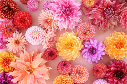 How to Grow Beautiful Dahlias – Kings Seeds