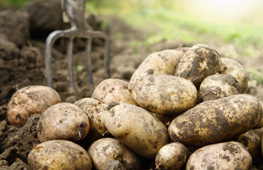 How to Grow Potatoes in New Zealand - Kings Seeds NZ