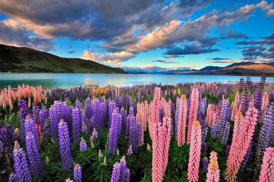 Beautiful Spring Flowers For Your Garden