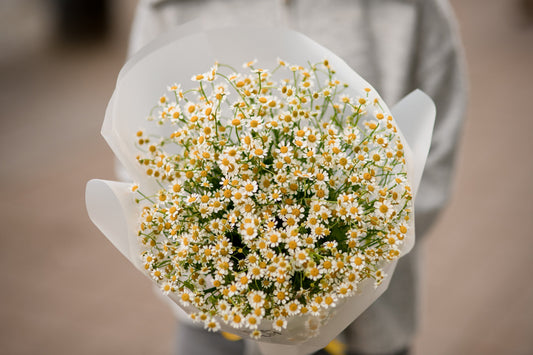 Types of White Flowers and Their Names - Kings Seeds