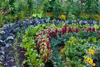 Companion Plants New Zealand