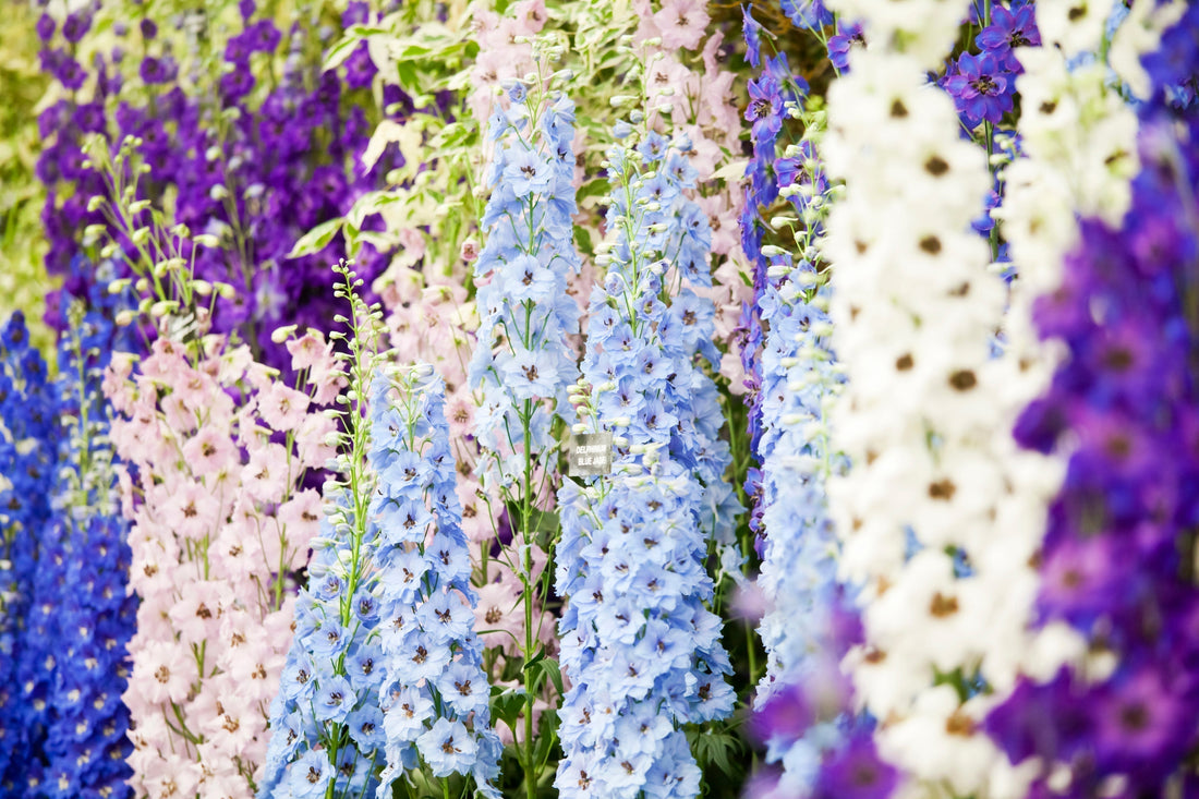 Growing Delphinium in NZ – Kings Seeds