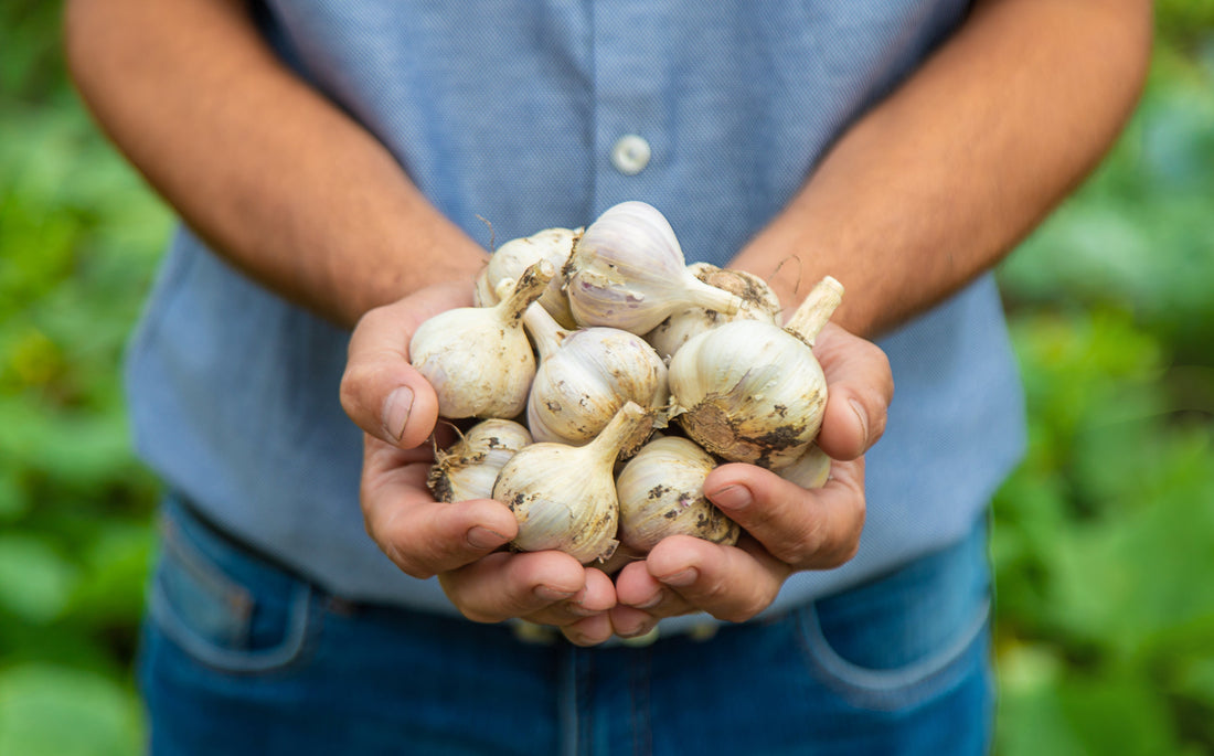 How To Grow Garlic In NZ - Kings Seeds