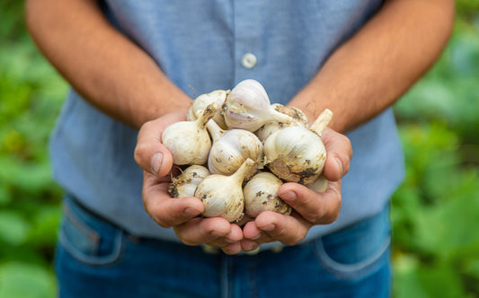 How To Grow Garlic In NZ - Kings Seeds
