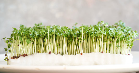 Broccoli Sprouts & Their Benefits - Kings Seeds