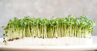 Broccoli Sprouts & Their Benefits - Kings Seeds