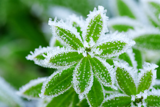 Frost Hardy Plants NZ: Varieties & Gardening Tips for Winter Success