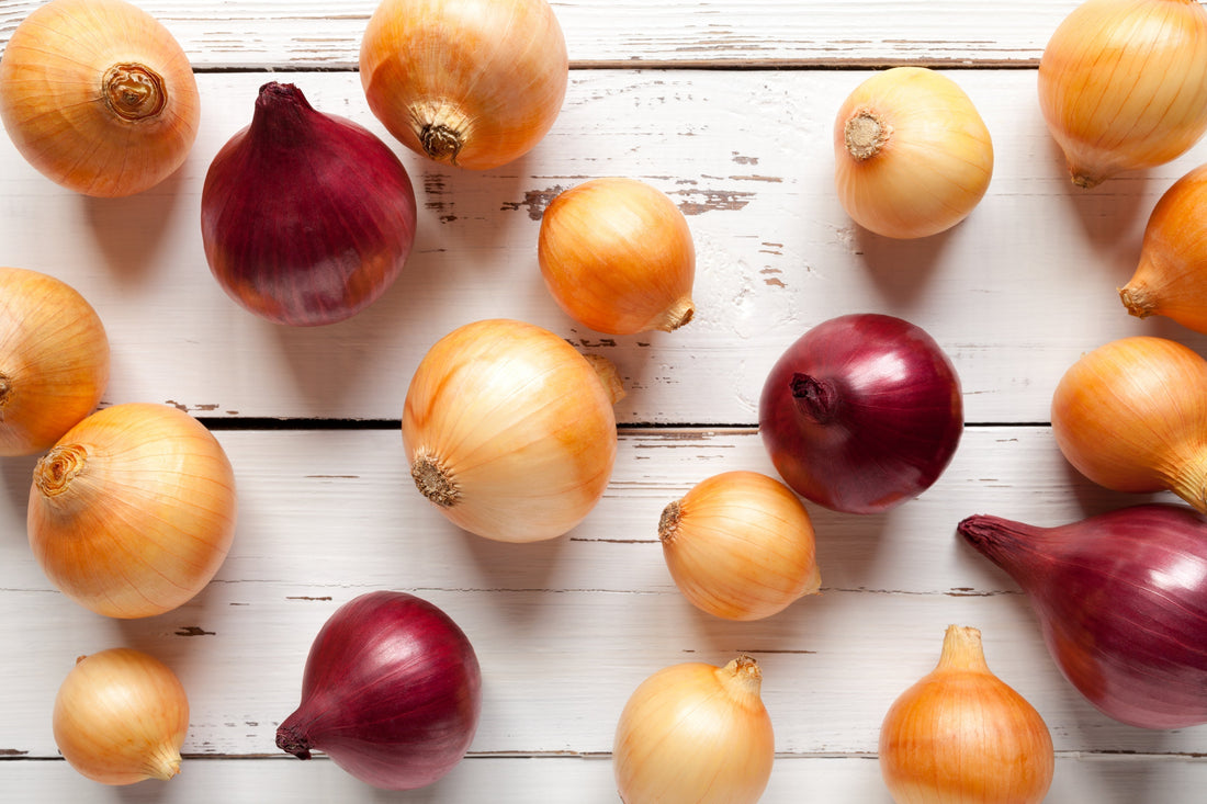Getting Onions Started: When to Plant Onions – Kings Seeds