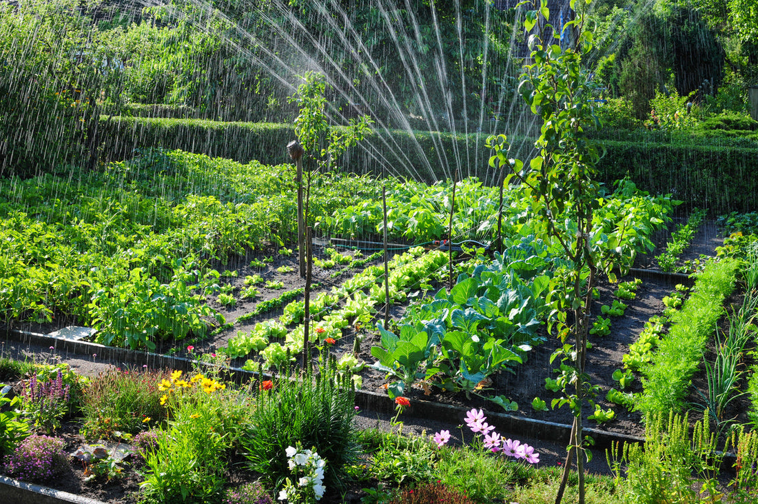 Summer Garden Guide - Kings Seeds