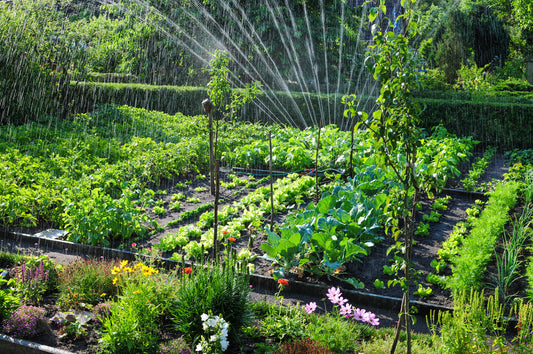 Summer Garden Guide - Kings Seeds