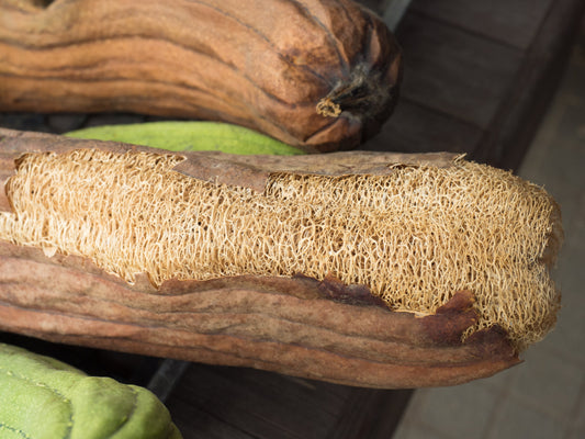 How To Grow Luffa at Home – Kings Seeds NZ