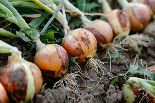 How to Grow Onions: A New Zealand Gardener's Guide