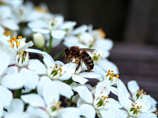 Your Garden over the Christmas Break