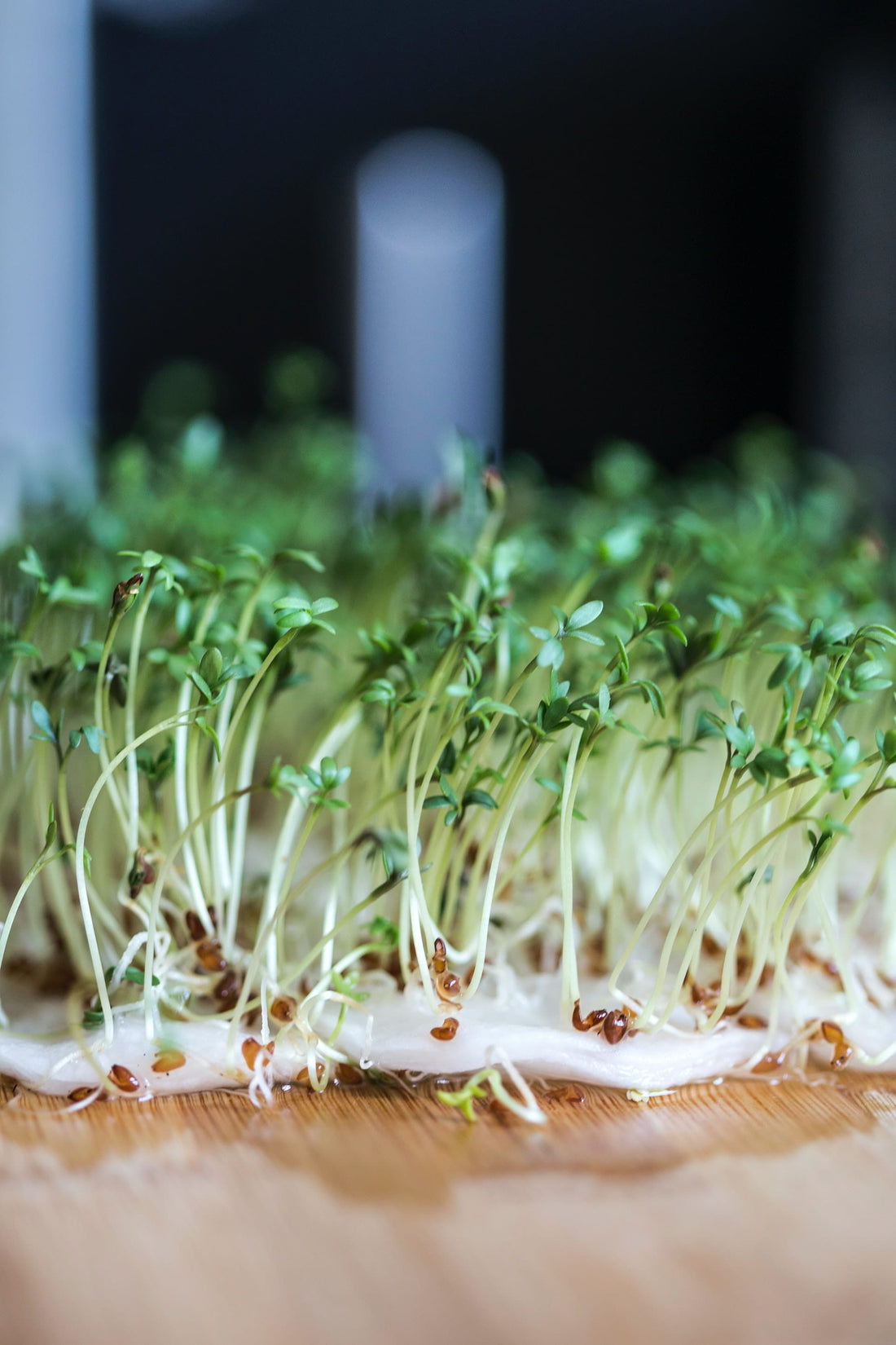 Why Choose Between Sprouts & Microgreens - Grow Both!