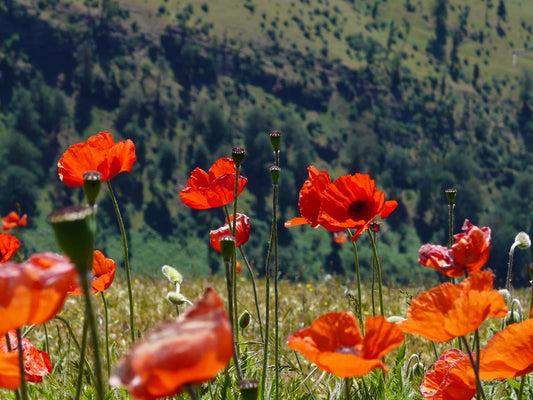 Wildflowers (and introducing our new chickens)