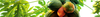 Exotic Edibles