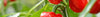 Capsicum Seeds (Capsicum annuum)