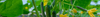 Cucumber Seeds (Cucumis sativus)