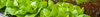 Lettuce Seeds (Lactuca sativa)