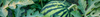 Watermelon Seeds (Citrullus lanatus)