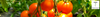 Heritage Food Crops Trust