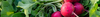 Radish Seeds (Raphanus sativus)