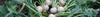 Baby Vegetable Seeds