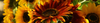 Sunflower Seeds (Helianthus annuus)