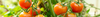 Organic Tomato Seeds (Solanum lycopersicum)
