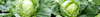 Cabbage Seeds  (Brassica oleracea & Brassica rapa)