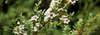 New Seed Varieties & Products
