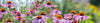 Echinacea