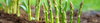 Asparagus Seeds (Asparagus officinalis)