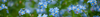 Blue Flowers