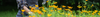 Cut Flower Seeds