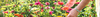 Tender Perennial Seeds