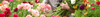 Biennial Seeds