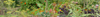 Food Forest