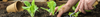 Gardening for Beginners