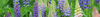 Lupin Seeds