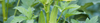 Okra Seeds (Abelmoschus esculentus)
