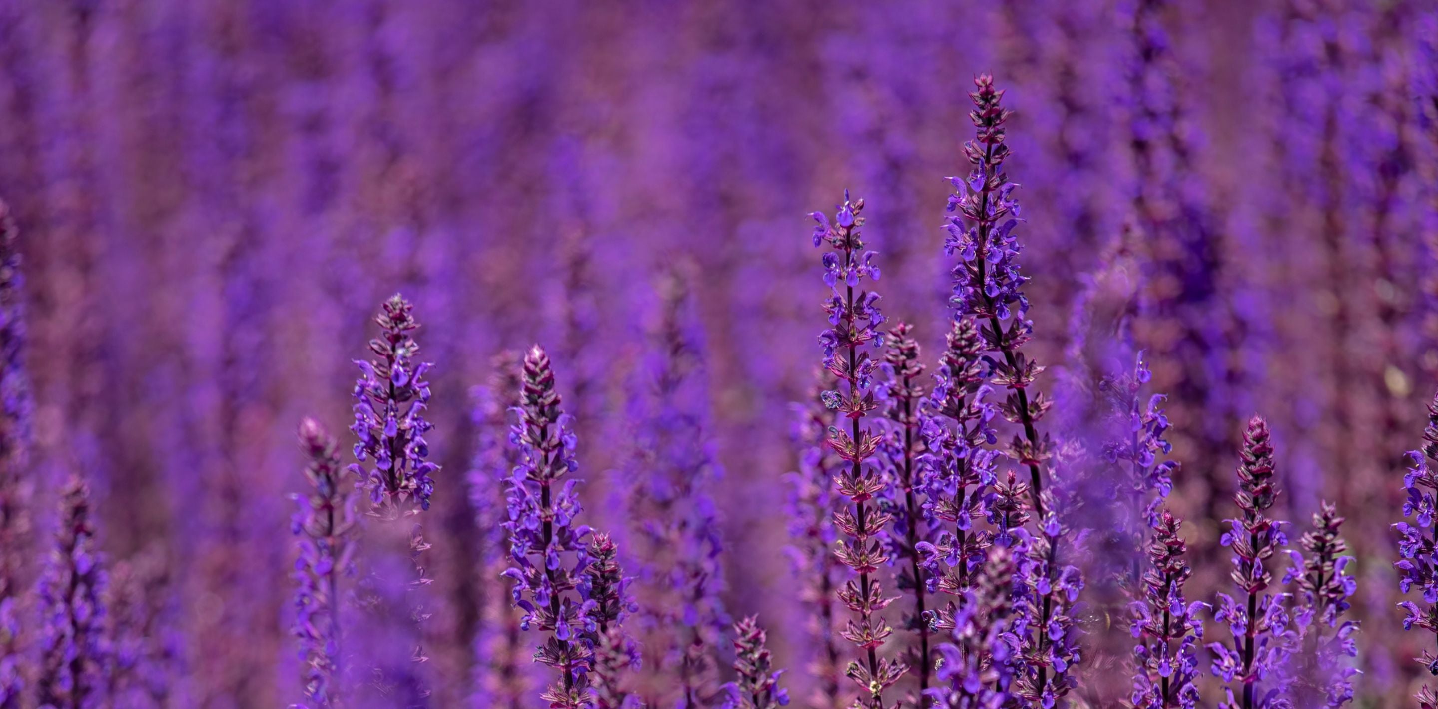 Shop Salvia Seeds in NZ (Salvia pratensis) Kings Seeds NZ