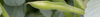 Broad Bean Seeds (Vicia faba)