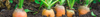 Carrot Seeds (Daucus carota)